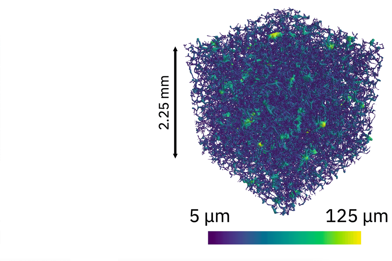 High-accuracy capillary network representation created from X-ray micro-CT image cube by using our centerline algorithm.