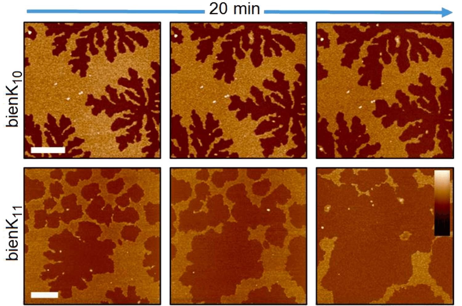 Growth dynamics in fractal ruptures. In-liquid AFM imaging of SLBs (DLPC/DLPG, 3:1 molar ratio) treated with bienK peptides (0.3 μM peptide). Length and height scale bars are 1 μm and 10 nm, respectively.