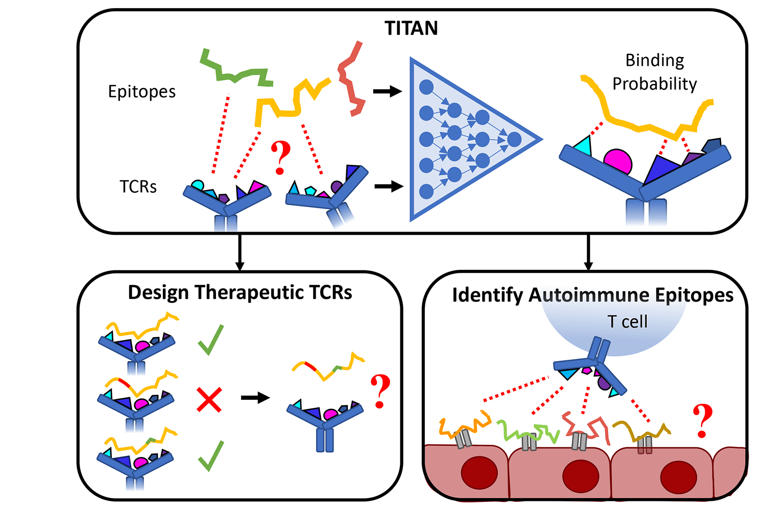 How TITAN predicts T cell receptor specificity.